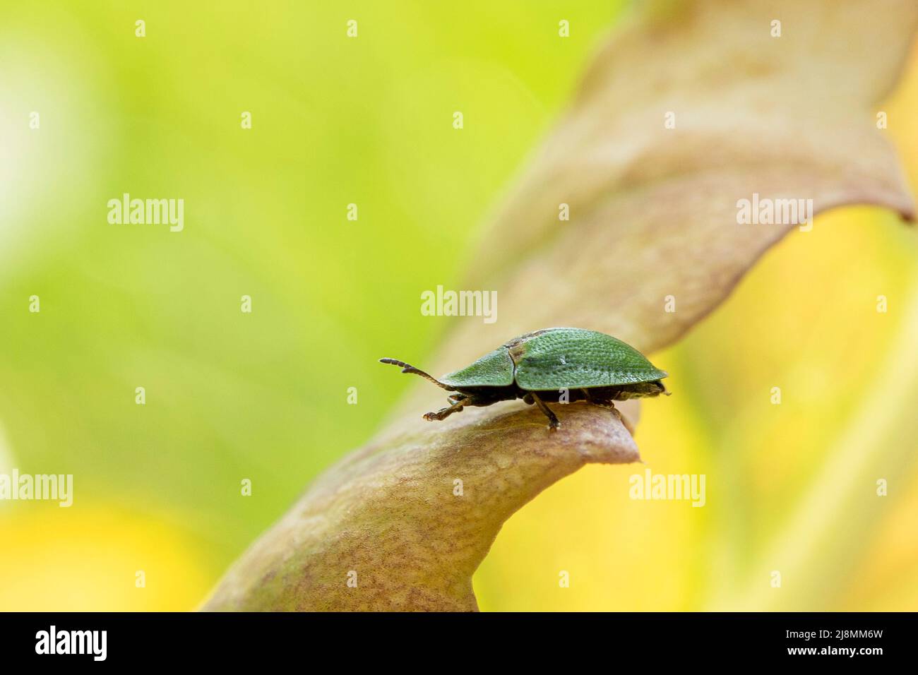 bug verde su una foglia Foto Stock
