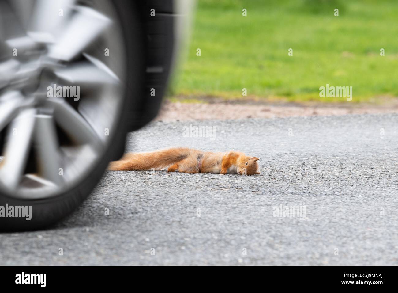 Red Squirrel morto su strada - ucciso da auto di passaggio - Scozia, Regno Unito Foto Stock