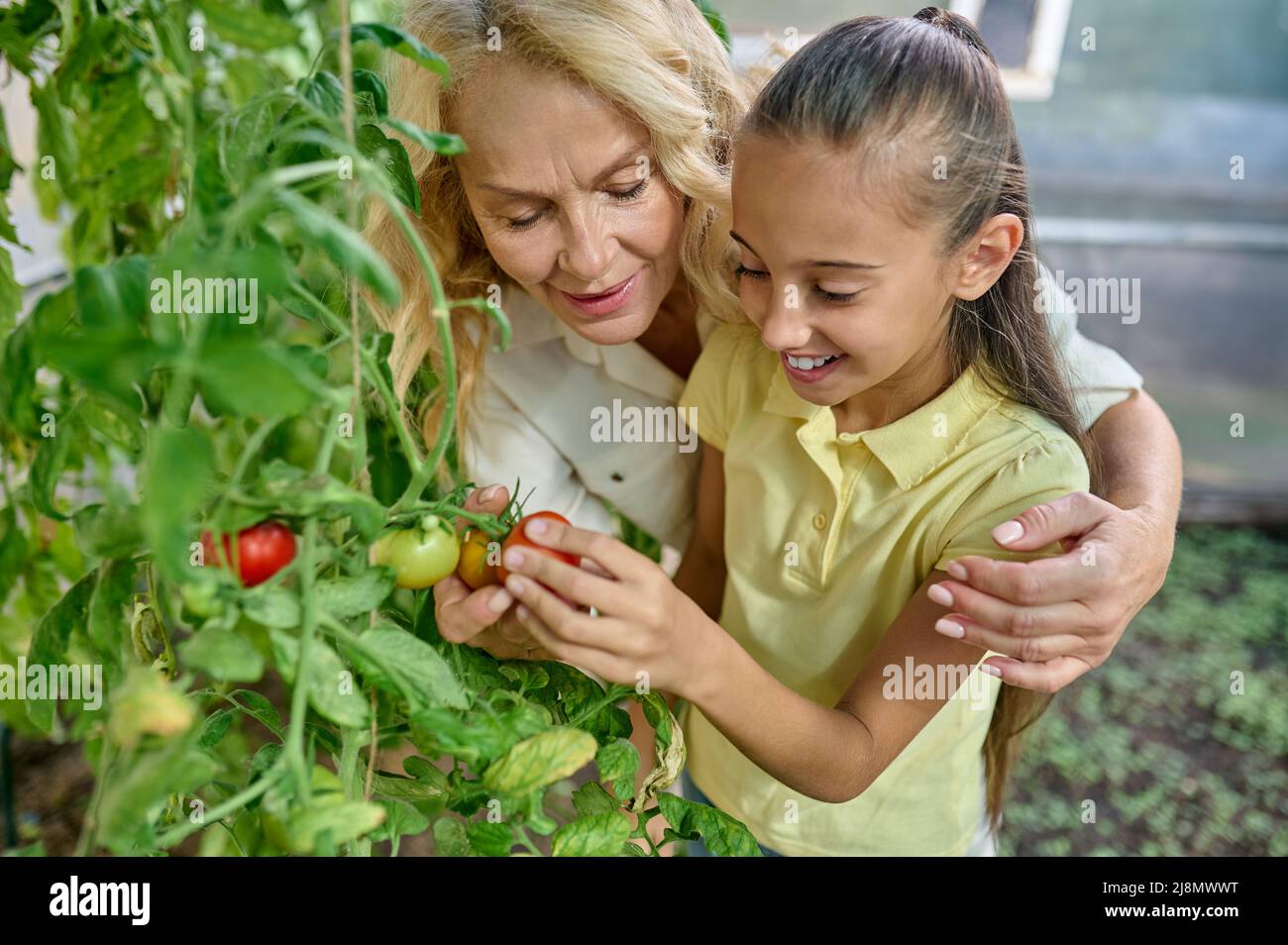 Donna abbracciante ragazza ammirando pomodori crescenti Foto Stock