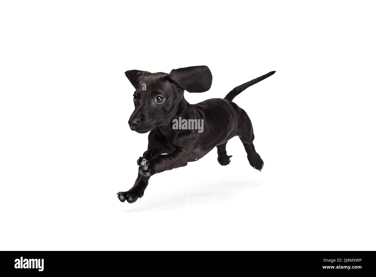 Bellissimo cucciolo di dachshund cane salto, in esecuzione isolato su sfondo bianco studio. Concetto di movimento, amore per gli animali domestici, vita animale. Foto Stock
