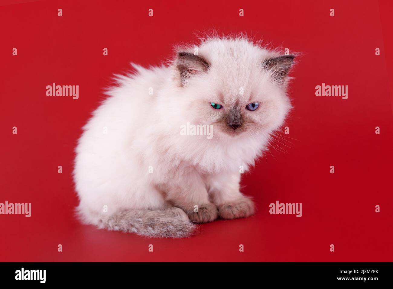 gattino di ragdoll con occhi blu seduti su sfondo rosso. Foto di alta qualità per biglietti e calendari spazio per testo Foto Stock