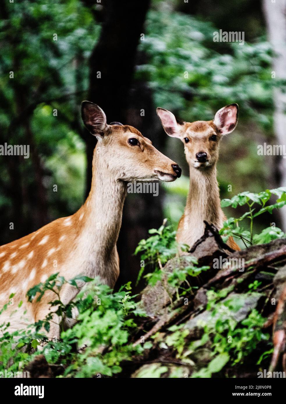 Il cervo sika, il Parco Nazionale Daisetsuzan, Kamikawa, Hokkaidō, Hokkaido, Giappone, Asia Foto Stock