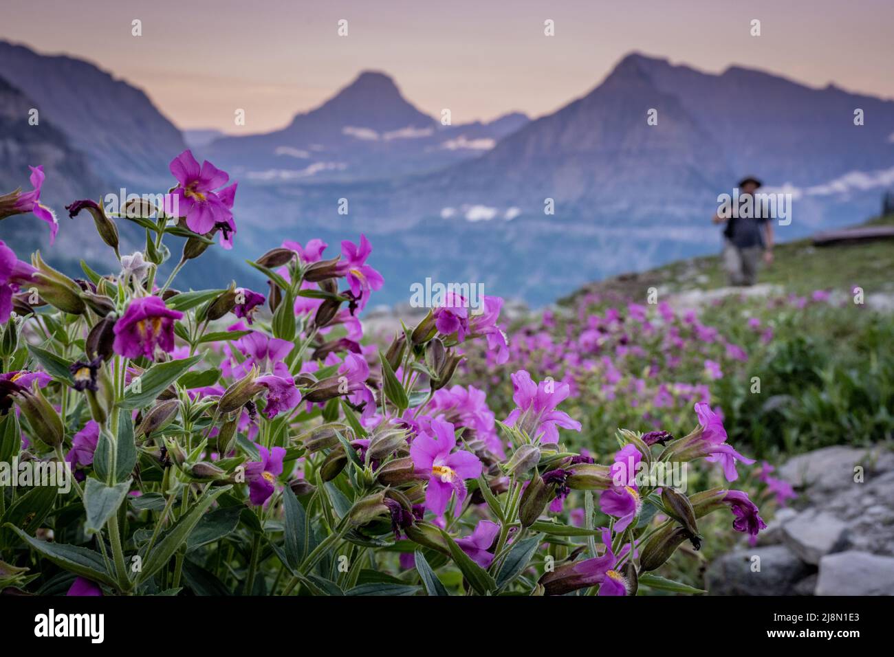 Lewis Monkeyflowers fiorisce lungo l'Highline Trail con Hiker sullo sfondo lungo l'Highline Trail Foto Stock