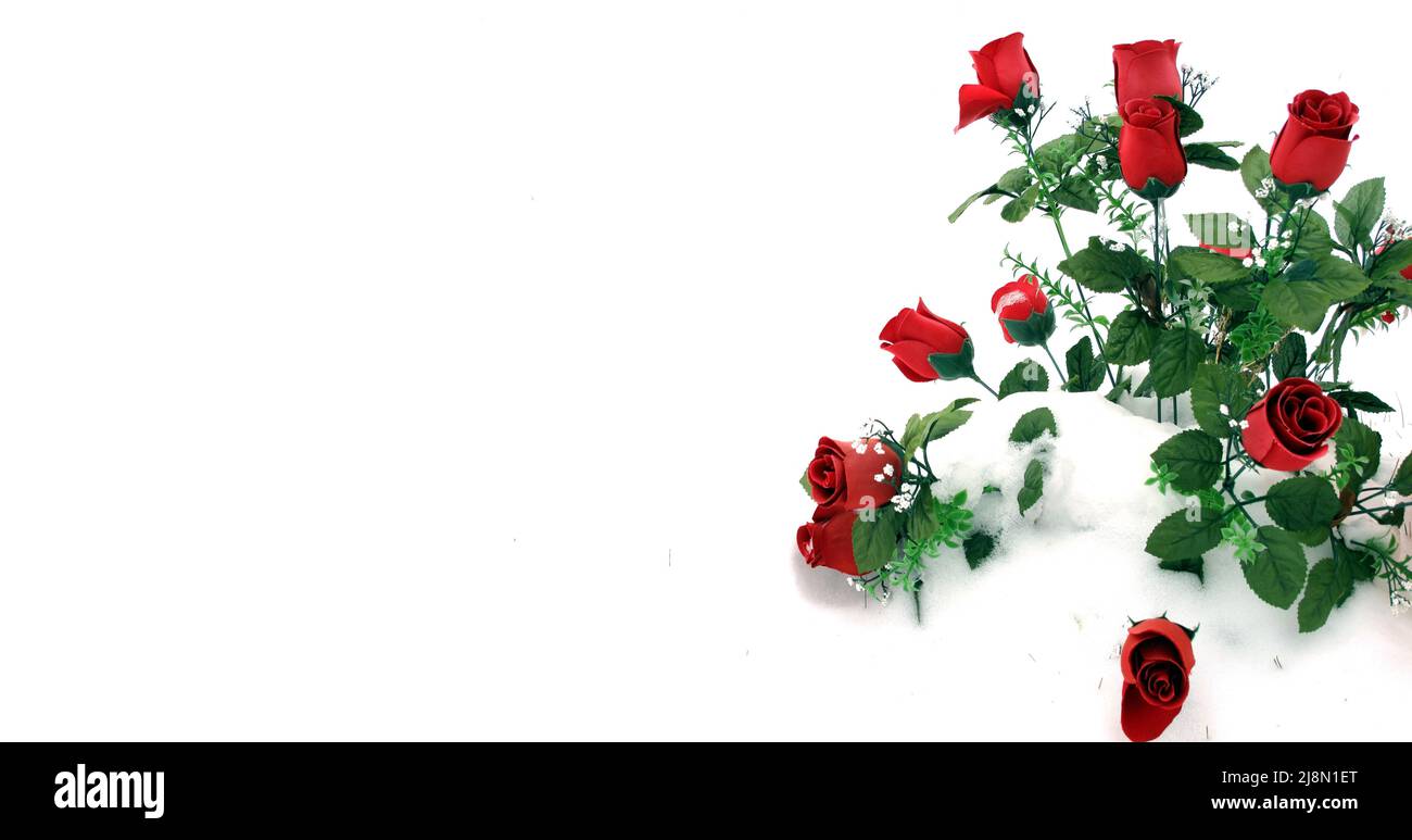 Roses che rappresenta l'amore e il romanticismo isolato su sfondo bianco nevoso Foto Stock