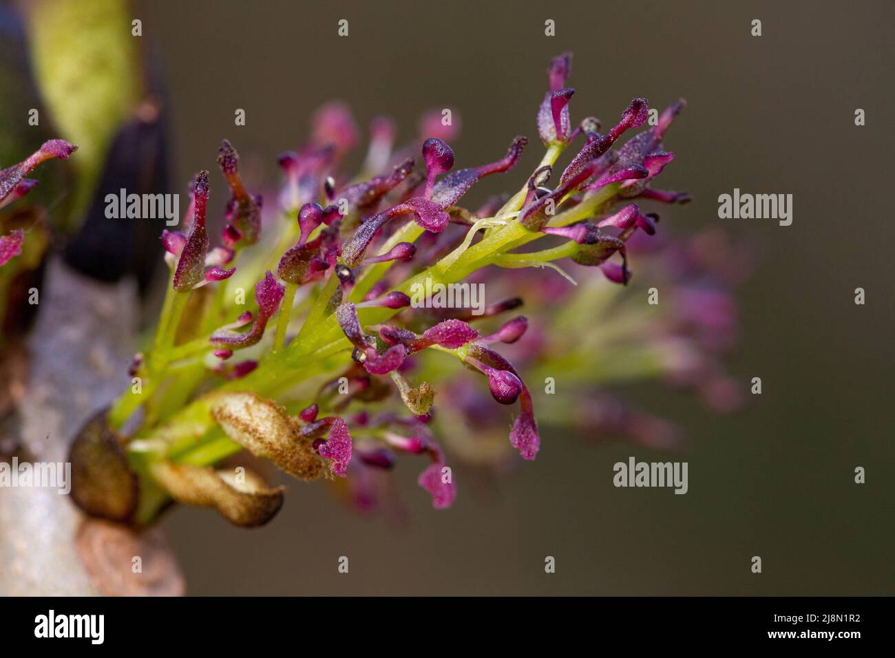 Fiori di ermafrodite di Fraxinus excelsior Foto Stock