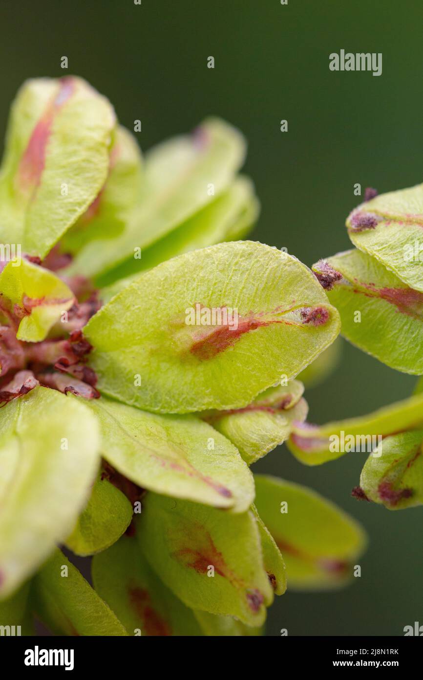 Frutto di Ulmus procera Foto Stock