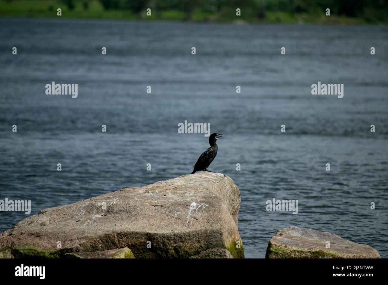 Cormorano Foto Stock