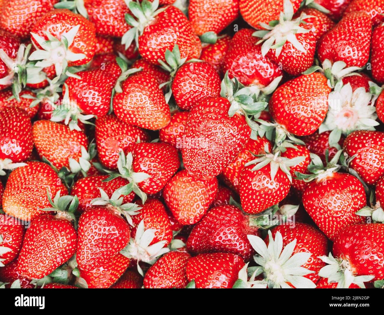 Fondo di fragole. Fondo di fragole fresche mature. Sfondo alimentare. Foto Stock