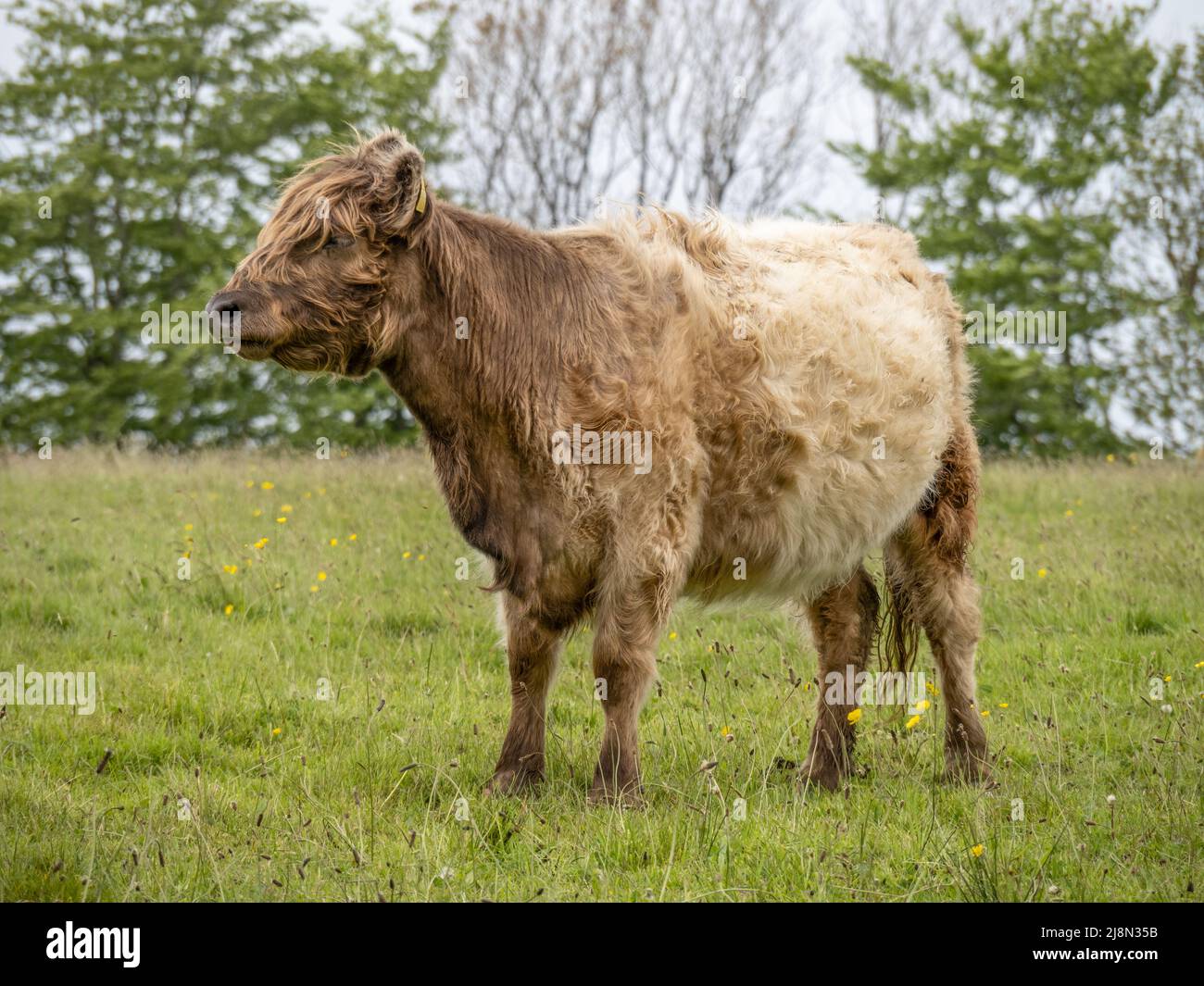 Mucca marrone pelosa, razza sconosciuta, Regno Unito. Foto Stock