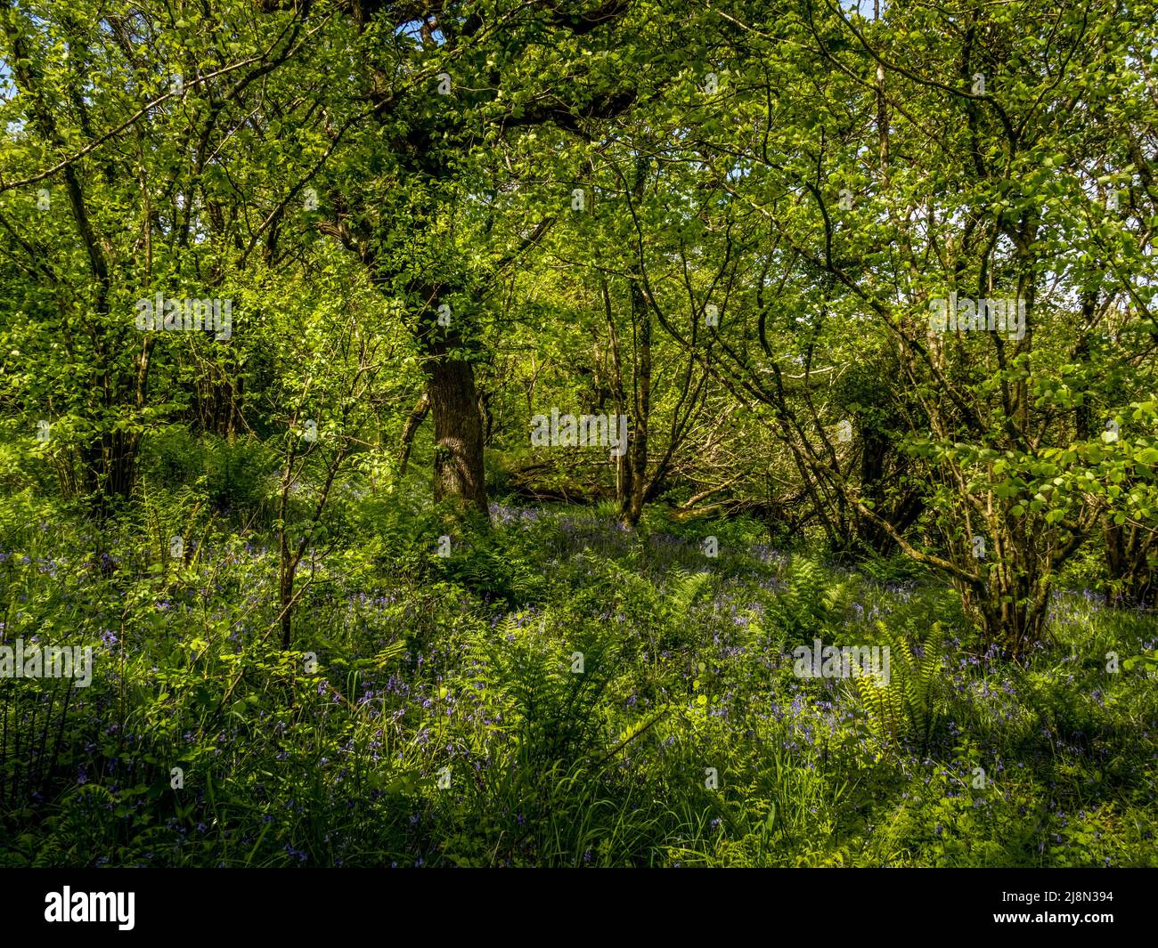Bosco primaverile, Devon, Regno Unito. Con bluebells, felci e persino sole. Foto Stock