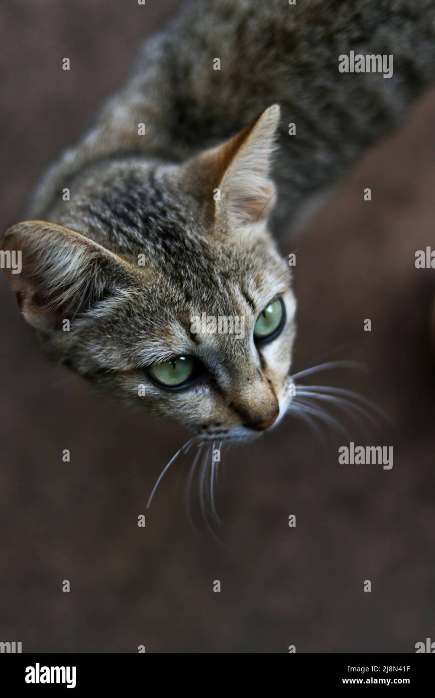 bel gatto marrone con occhi verdi in rovine di pietra di angkor wat, cambogia Foto Stock