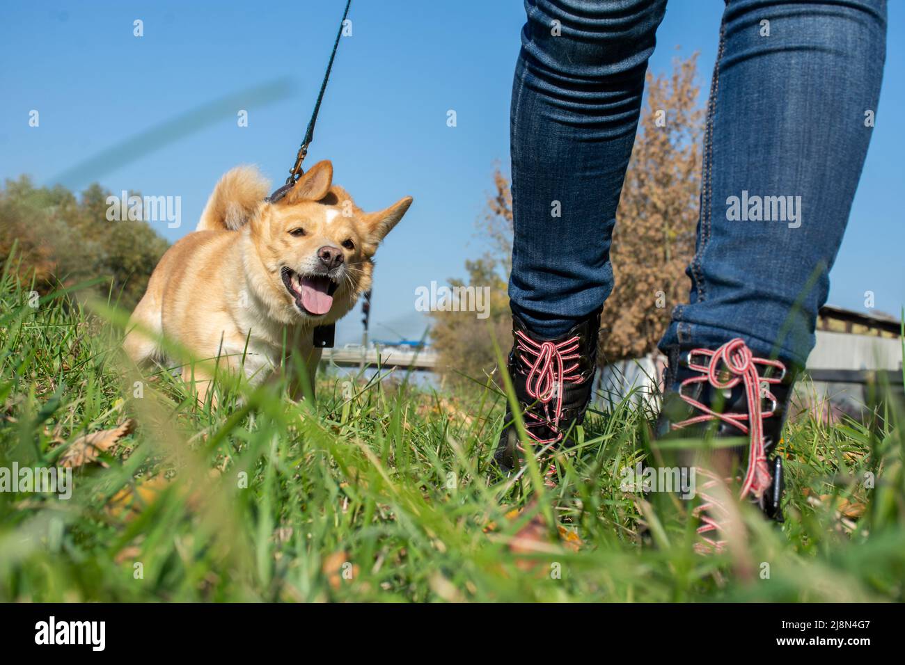 un uomo tira un cane rosso testardo lungo l'erba Foto Stock