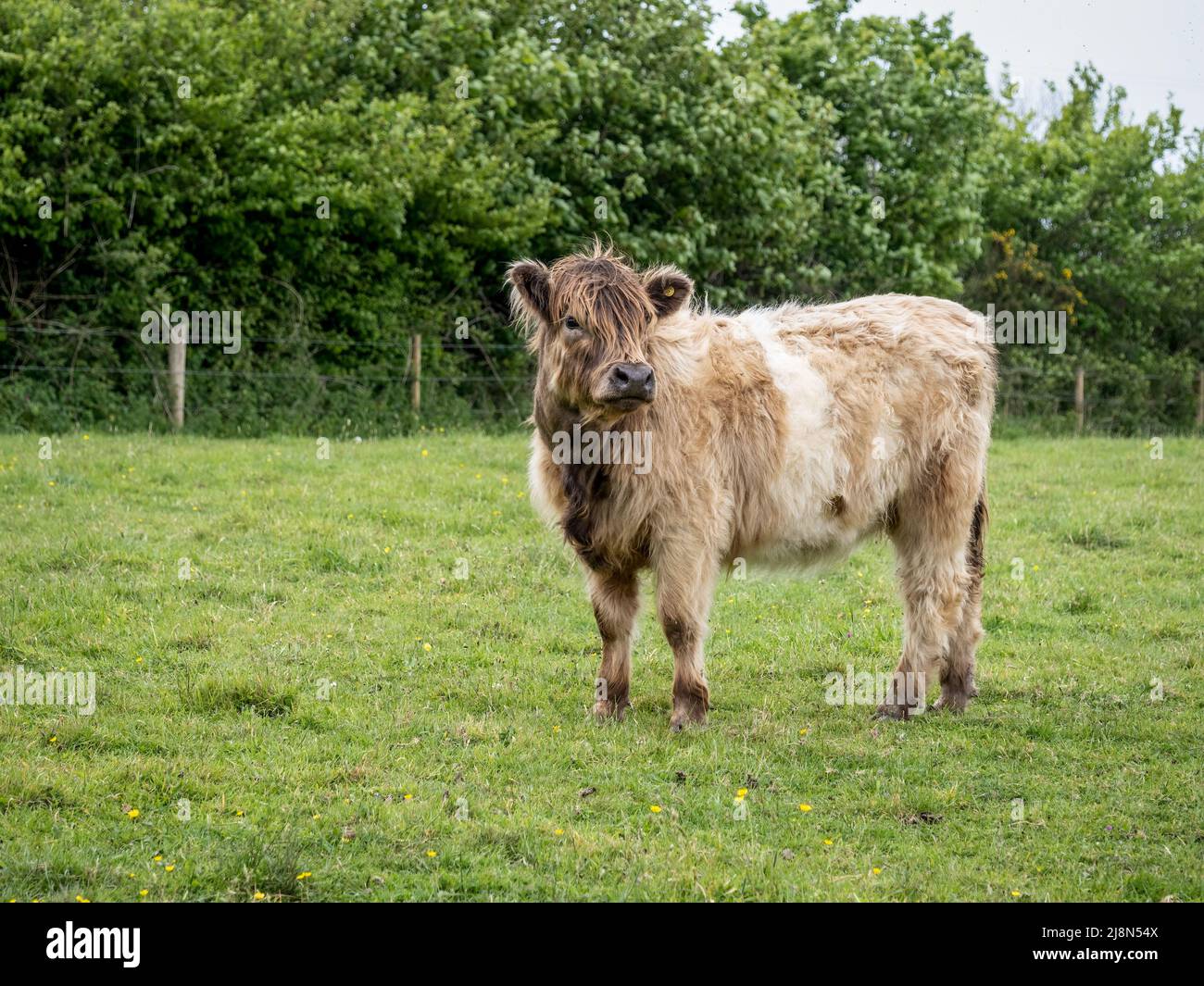 Mucca marrone pelosa, razza sconosciuta, Regno Unito. Foto Stock