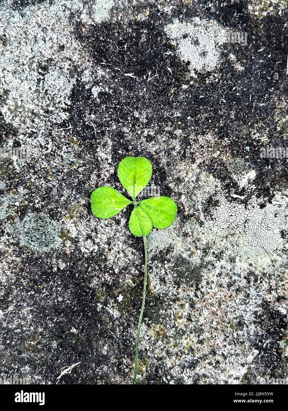 Trifoglio con quattro foglie su sfondo di pietra naturale. Simbolo di fortuna e sognare. Shamrock pianta, zenzero di fortuna. Sfondo naturale con spazio vuoto. St Foto Stock