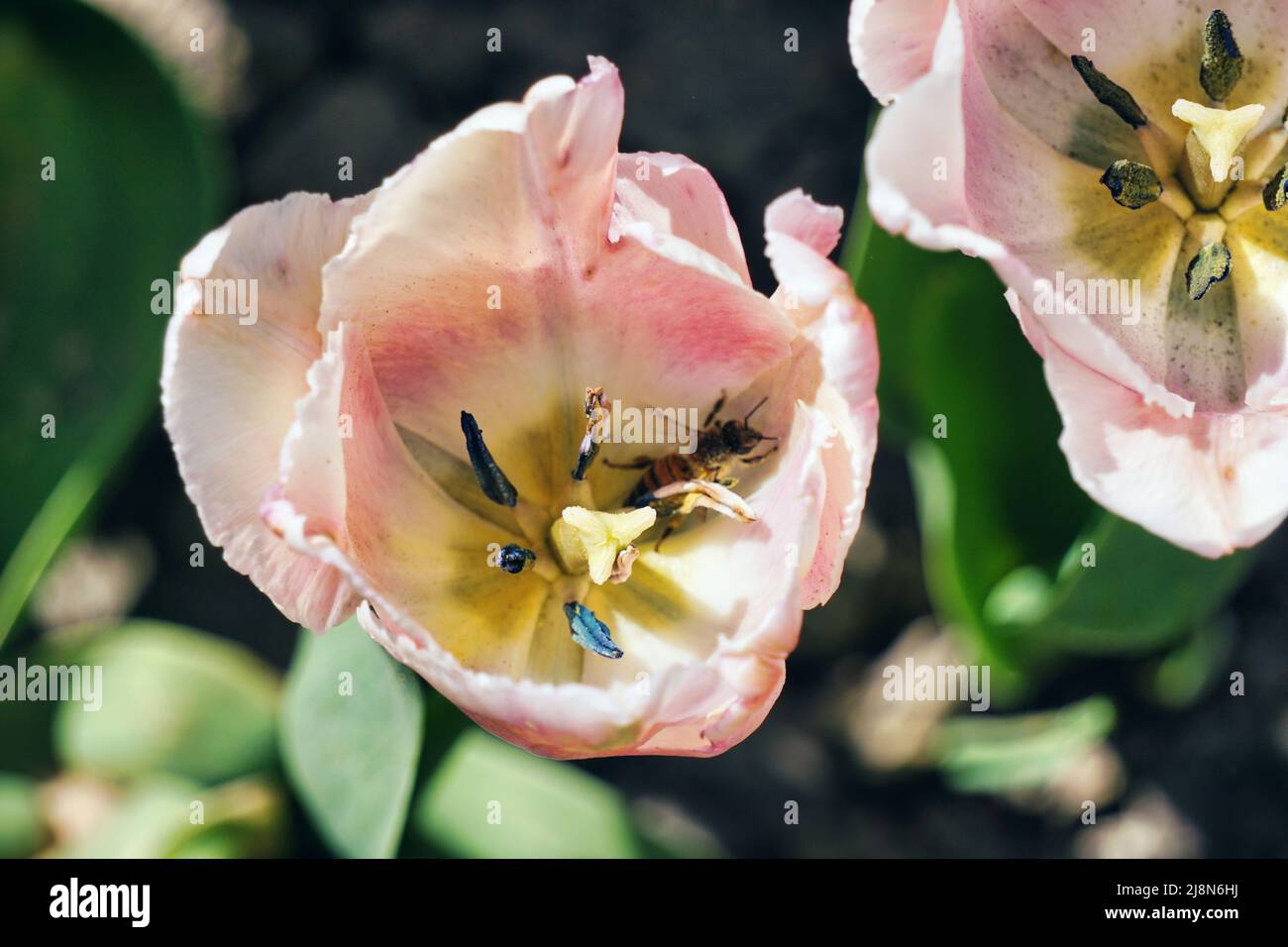 Tulipano bianco singolo con un'ape all'interno Foto Stock