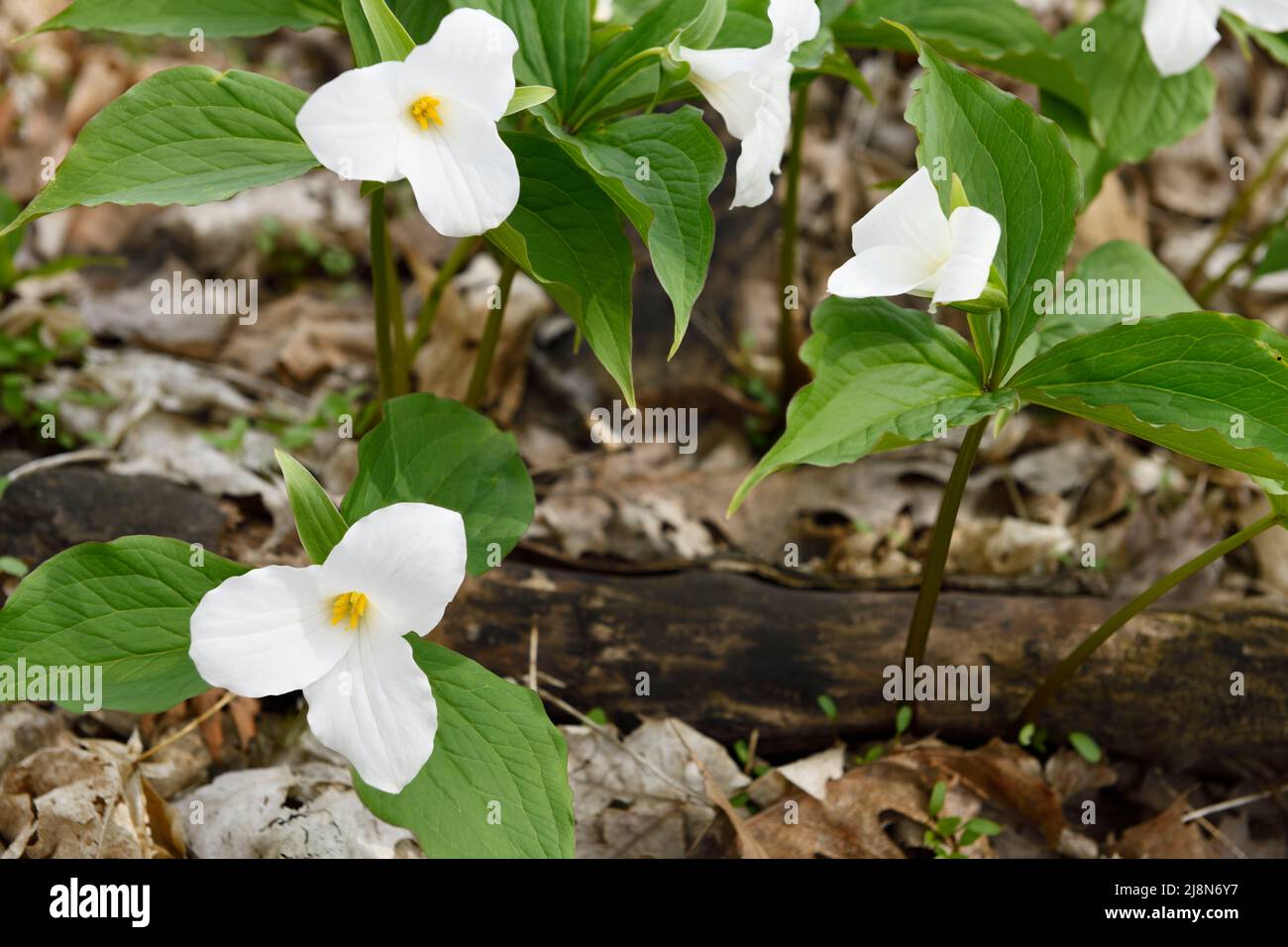 Tri petalo selvaggio Grande Bianco Trillio Primavera fiori Ground Cover Trillium grandiflorum sul pavimento della foresta con foglie morte Foto Stock