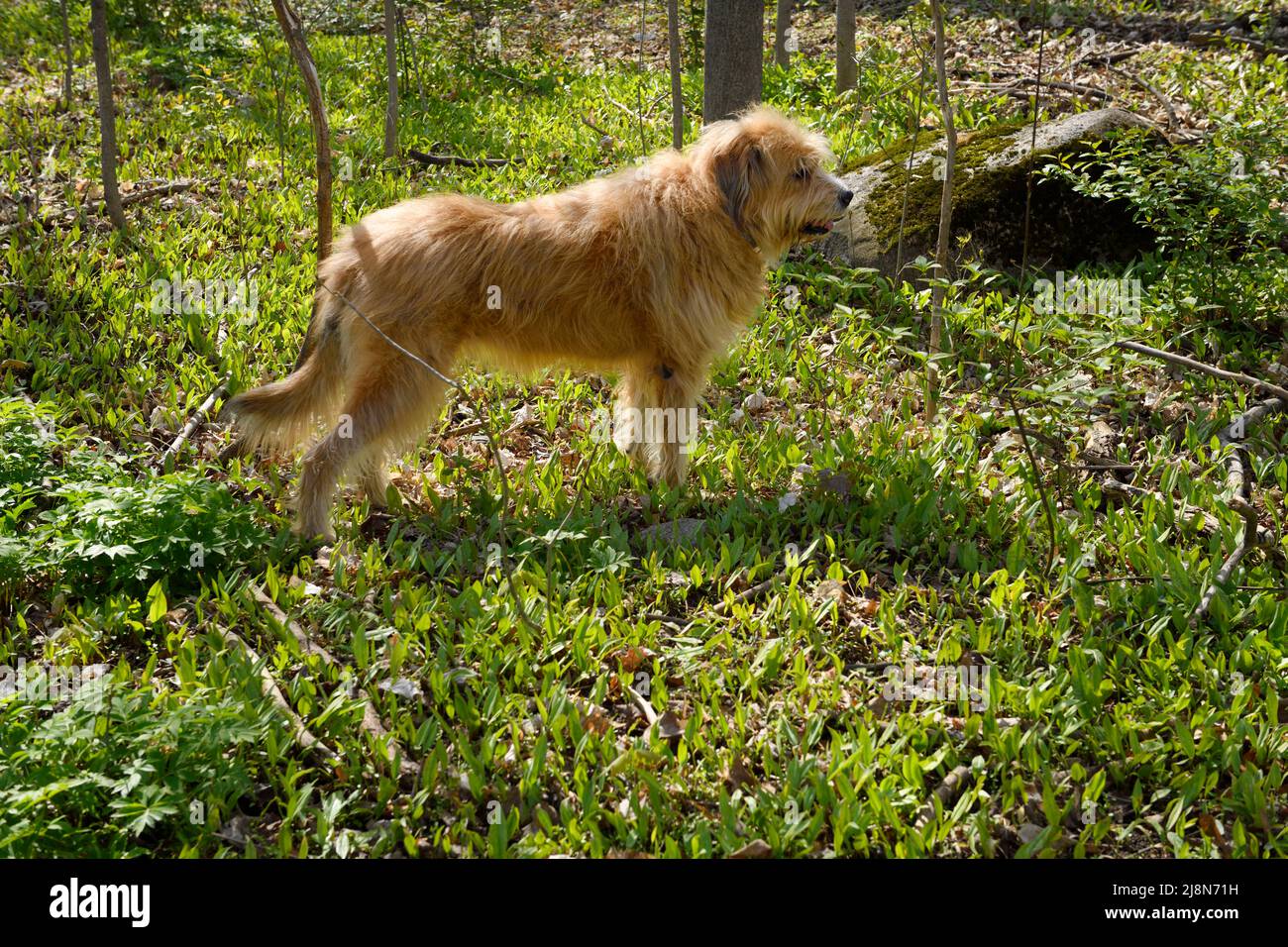 Pyredoodle Wolfhound cane animale domestico di razza mista nella foresta di primavera con Trout Lily wildflowers Foto Stock