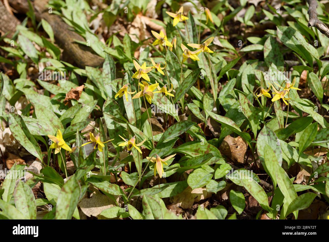 Primo piano di fioritura Primavera effimeri fiori selvatici di giglio giallo trota sul pavimento della Foresta con foglie morte Foto Stock