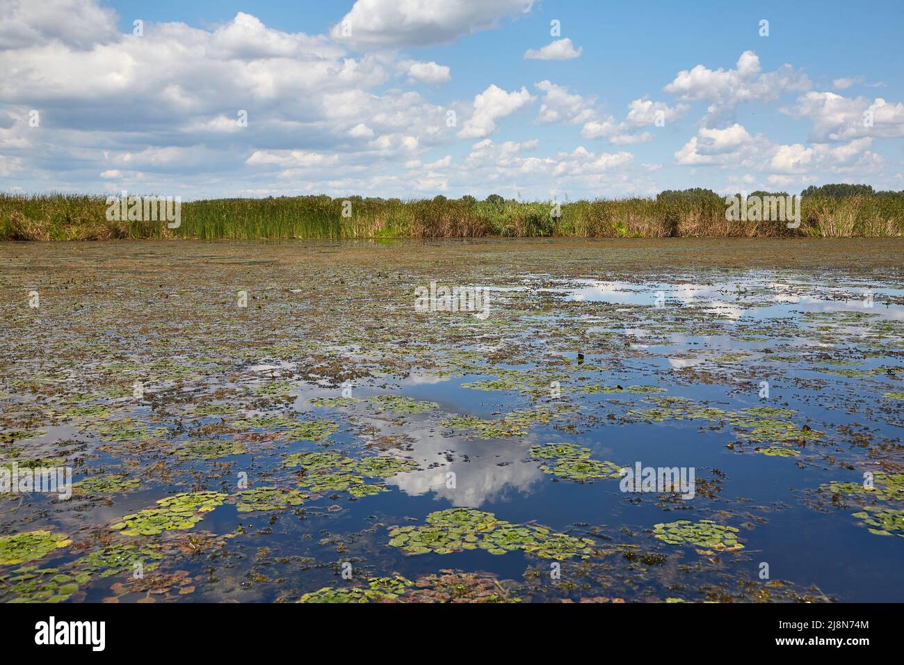 Superficie di acqua con piante Foto Stock