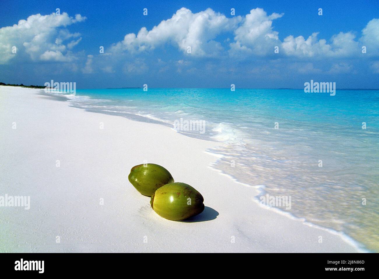 Le noci di cocco lavate sulla spiaggia di una piccola isola inabitata, Atollo di Laviyani, Maldive, Oceano Indiano, Asia Foto Stock