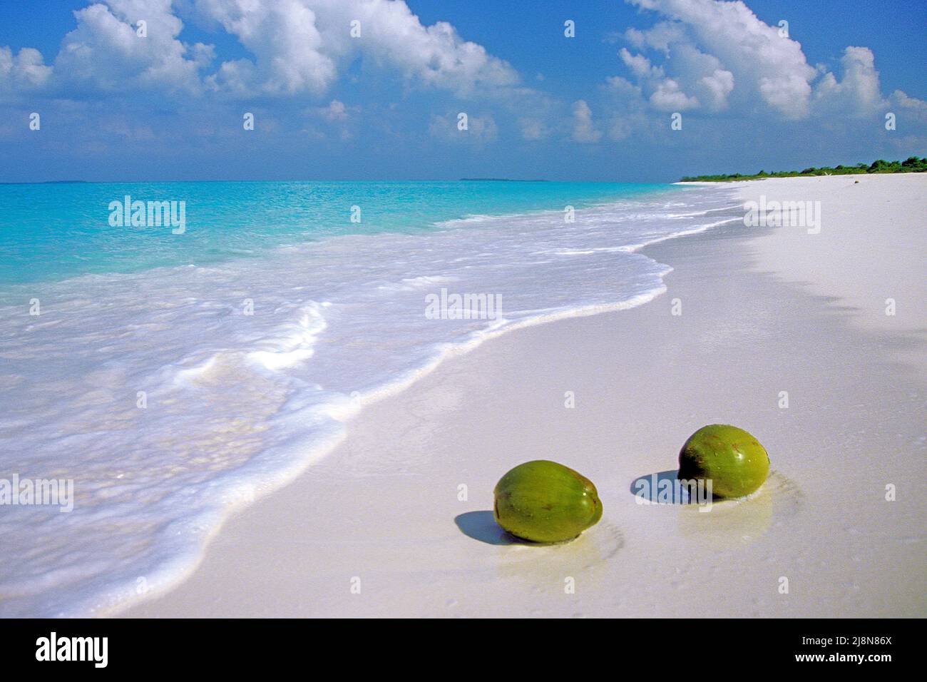 Le noci di cocco lavate sulla spiaggia di una piccola isola inabitata, Atollo di Laviyani, Maldive, Oceano Indiano, Asia Foto Stock