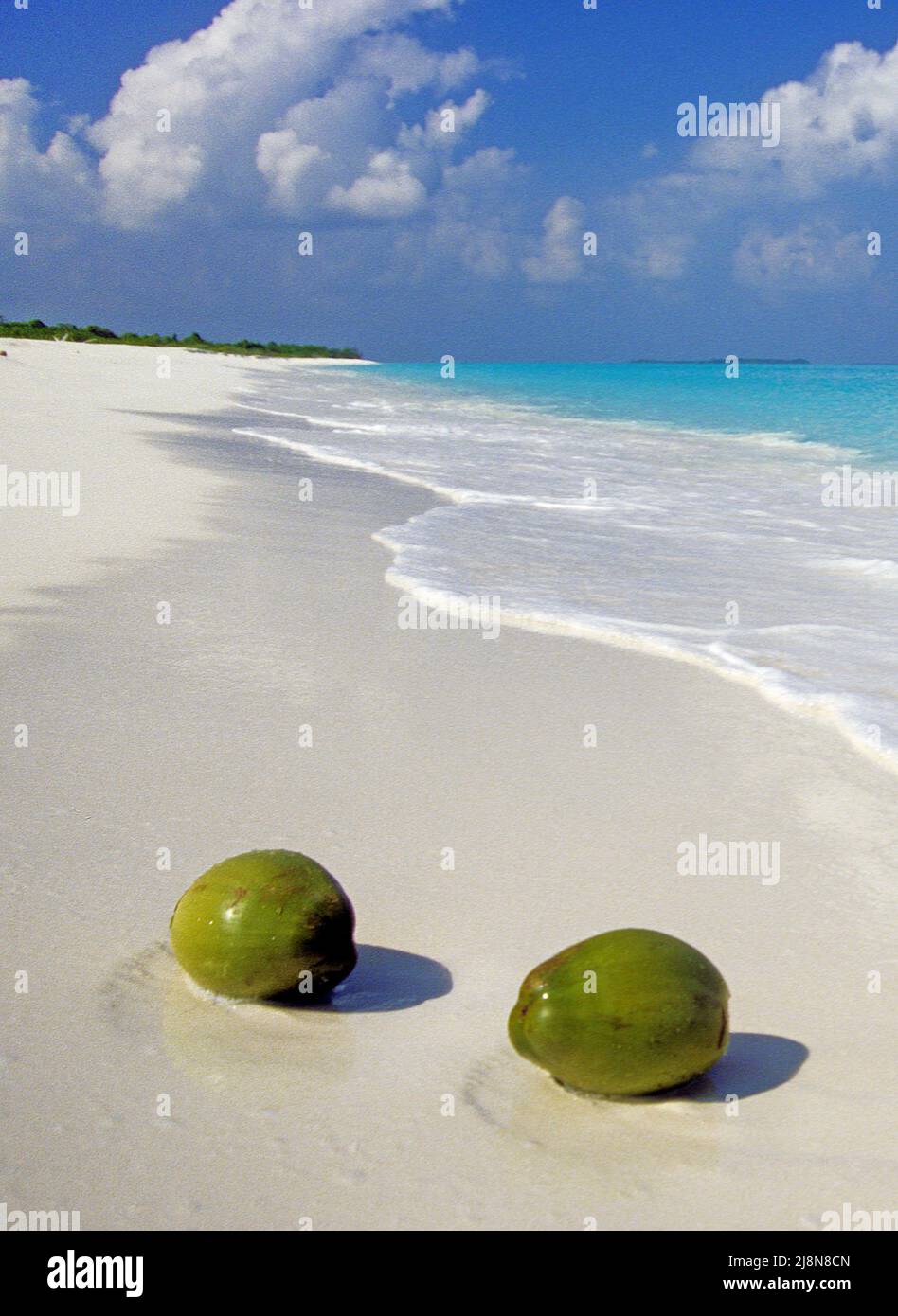 Le noci di cocco lavate sulla spiaggia di una piccola isola inabitata, Atollo di Laviyani, Maldive, Oceano Indiano, Asia Foto Stock