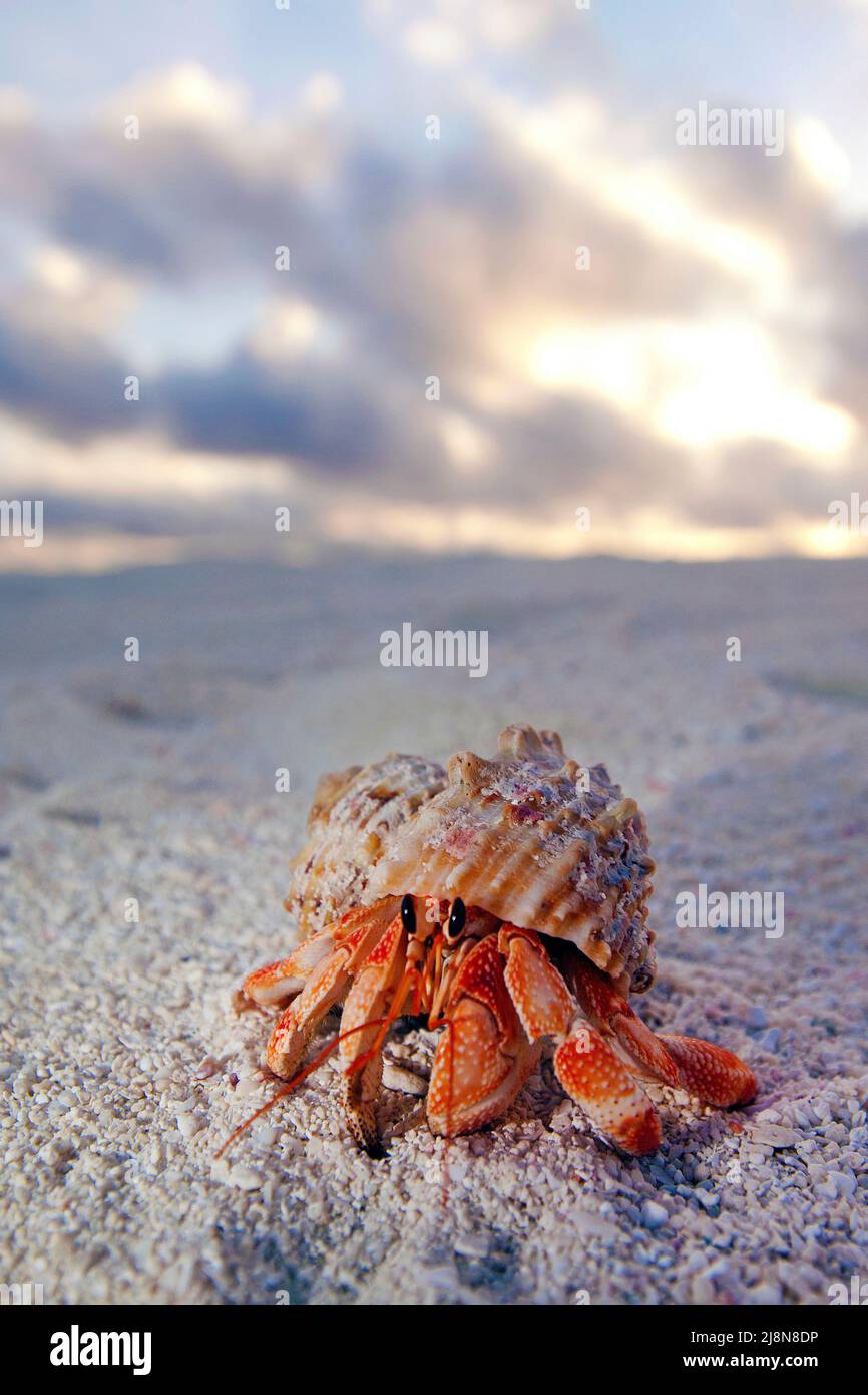 Granchio eremita, Fragola terra eremita granchio (Coenobita perlatus) alla spiaggia di un'isola delle maldive, Maldive, Oceano Indiano, Asia Foto Stock