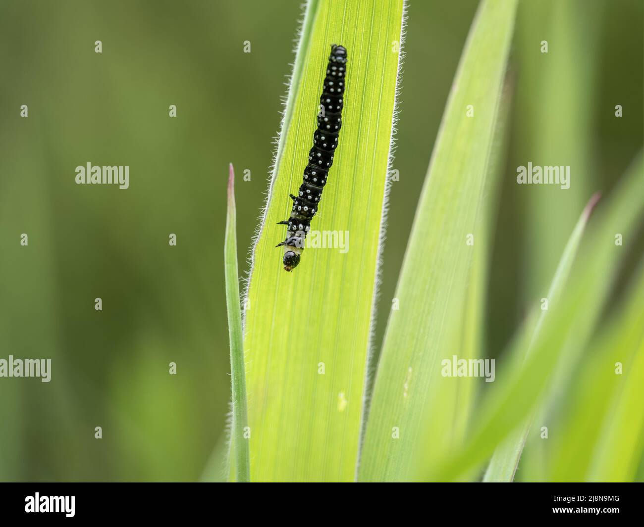Timothy Tortrix aka Aphelia paleana caterpillar, su lama di erba. Foto Stock