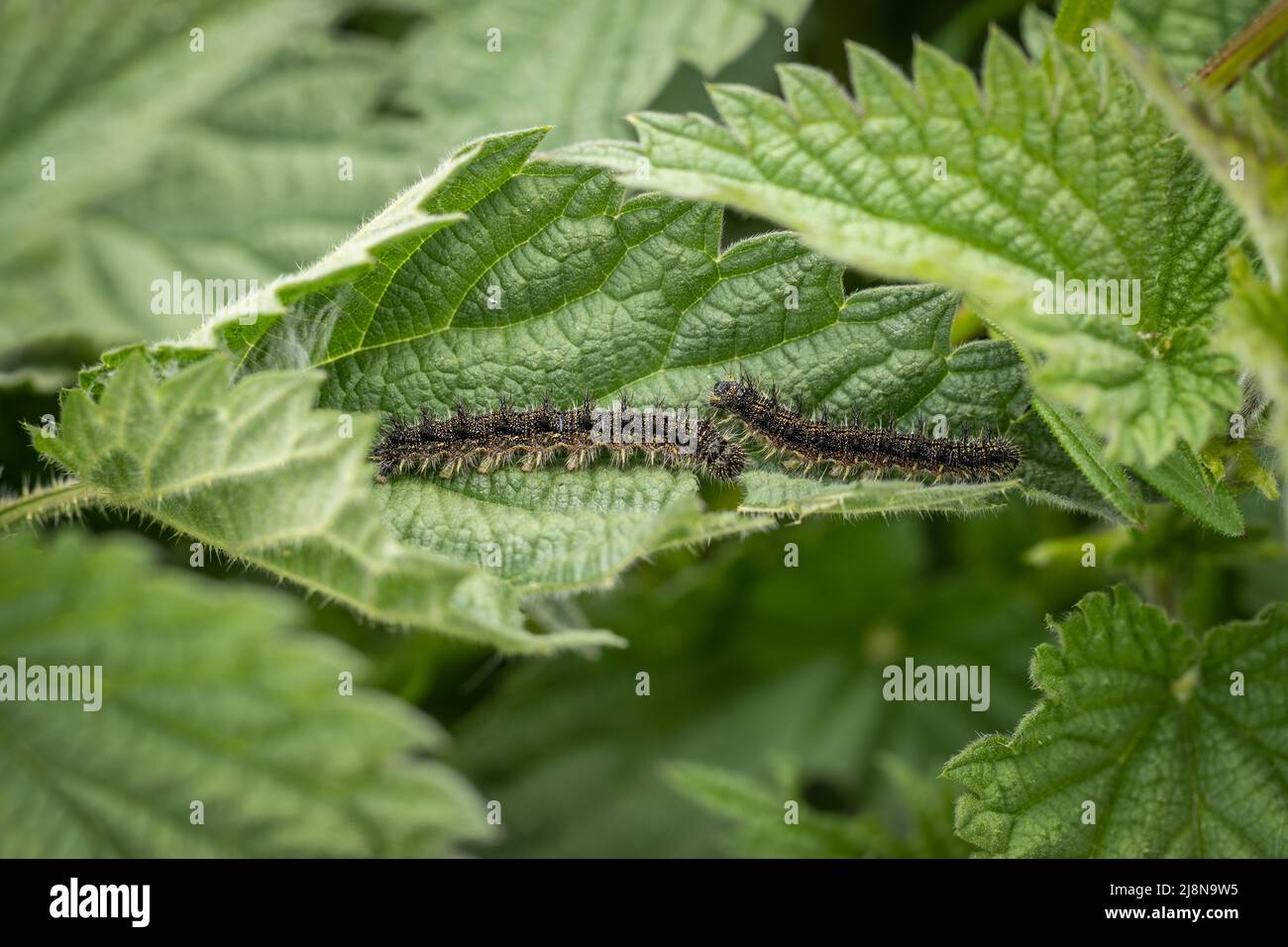 Due piccoli Tortoiseshell Caterpillars aka Aglais orticae su una foglia di ortica pungente. Foto Stock