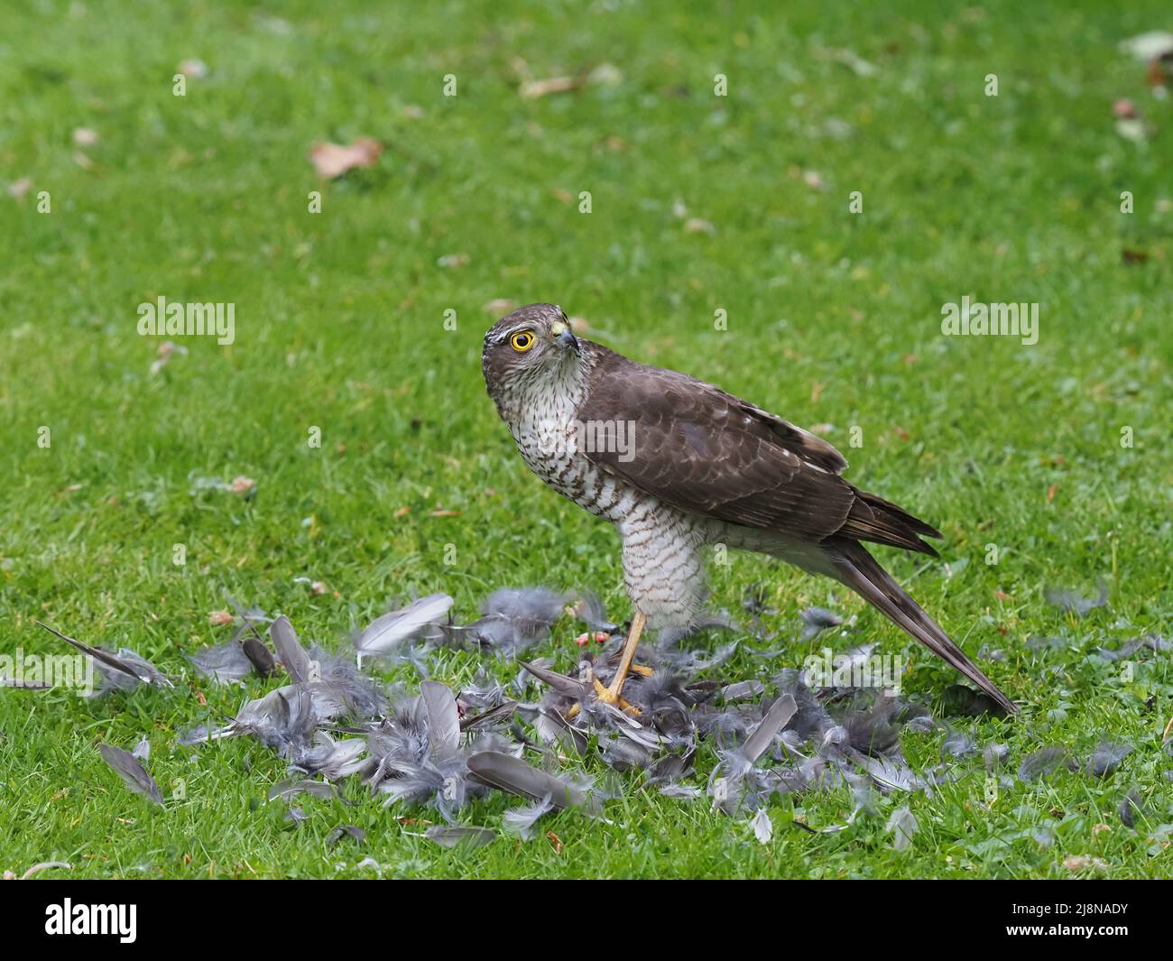 Sparrowhawk su un uccidere nel mio giardino dove ha strappato la preda e consumato molto di esso prima di volare via con i resti. Foto Stock