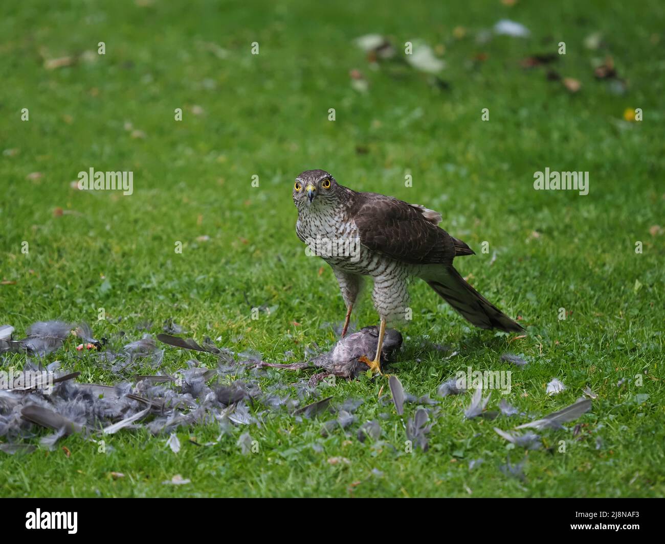 Sparrowhawk su un uccidere nel mio giardino dove ha strappato la preda e consumato molto di esso prima di volare via con i resti. Foto Stock