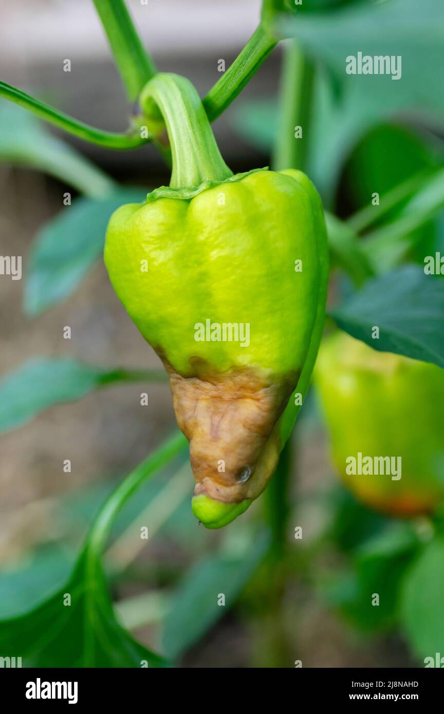 Un primo piano di frutta matura peperone rosso danneggiato da marciume, sintomo della malattia di antracnosio. Problemi di agricoltura, malattie del pepe. Foto Stock