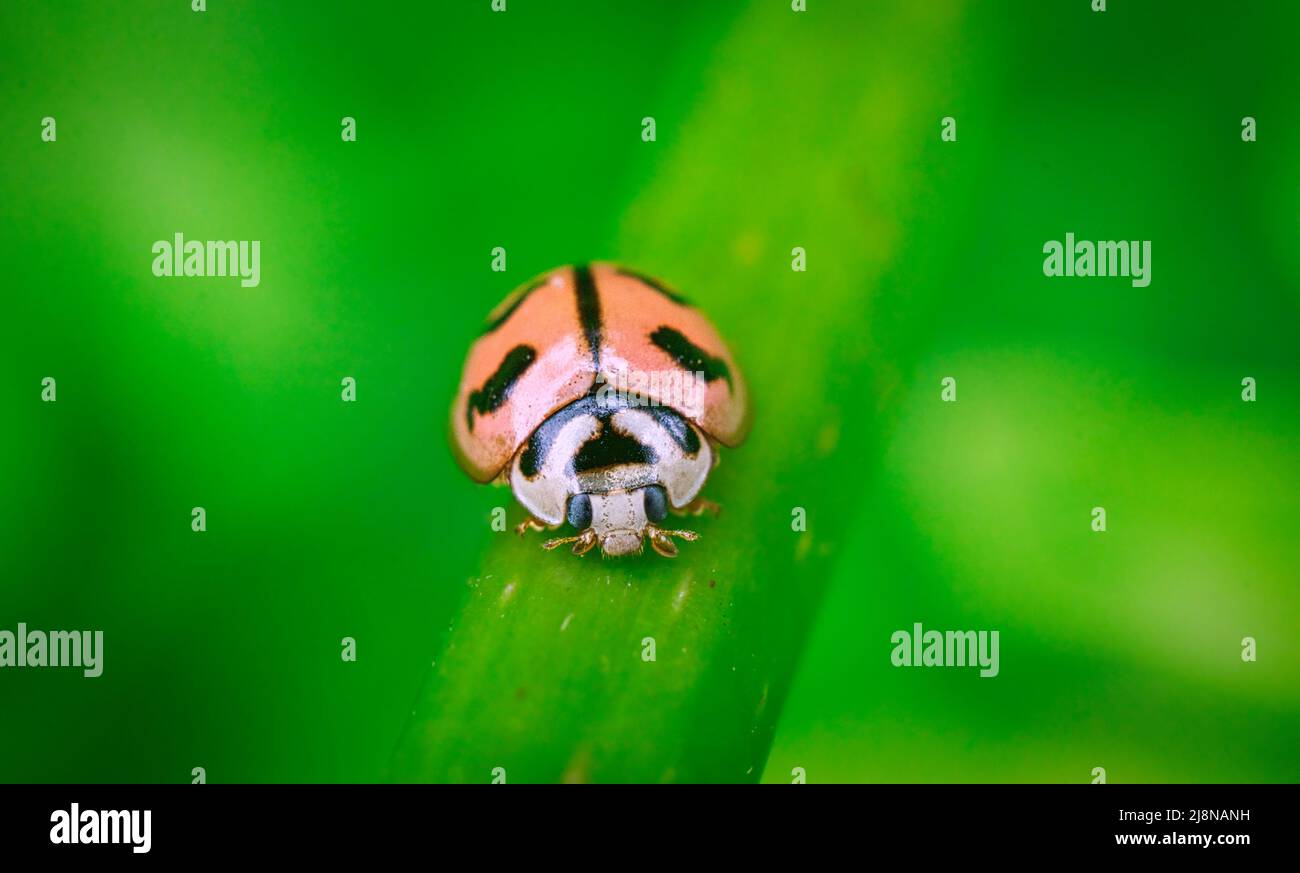 Ladybug su una foglia Foto Stock