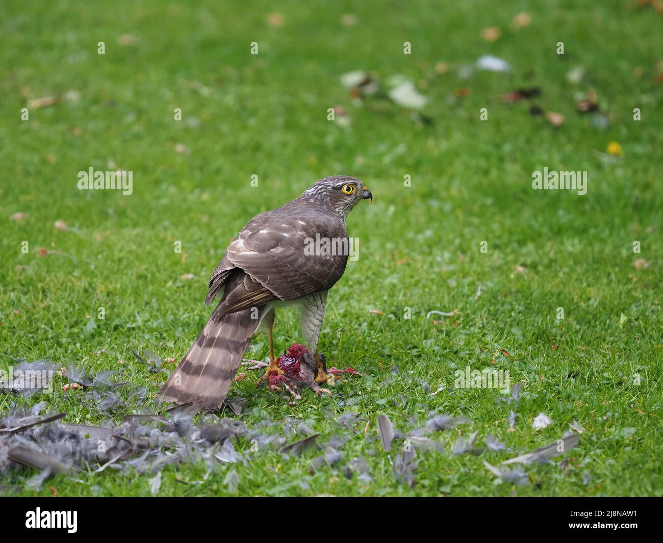 Sparrowhawk su un uccidere nel mio giardino dove ha strappato la preda e consumato molto di esso prima di volare via con i resti. Foto Stock