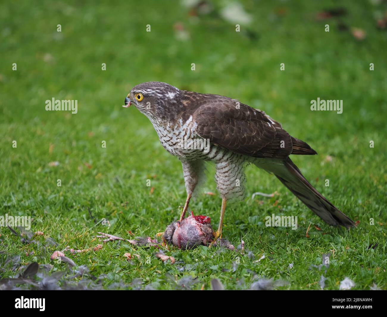 Sparrowhawk su un uccidere nel mio giardino dove ha strappato la preda e consumato molto di esso prima di volare via con i resti. Foto Stock