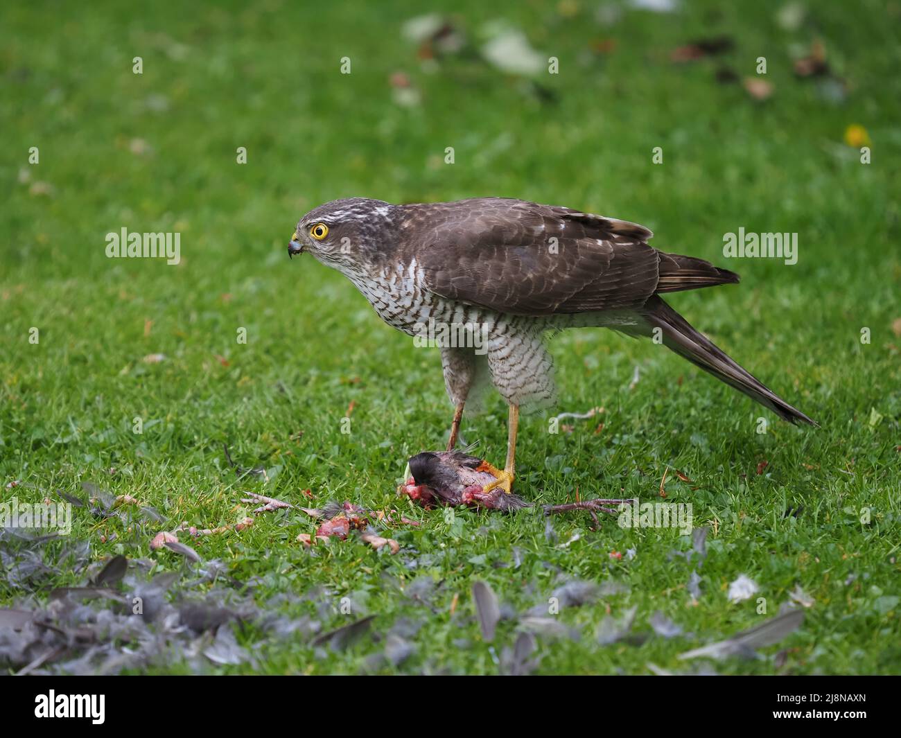 Sparrowhawk su un uccidere nel mio giardino dove ha strappato la preda e consumato molto di esso prima di volare via con i resti. Foto Stock