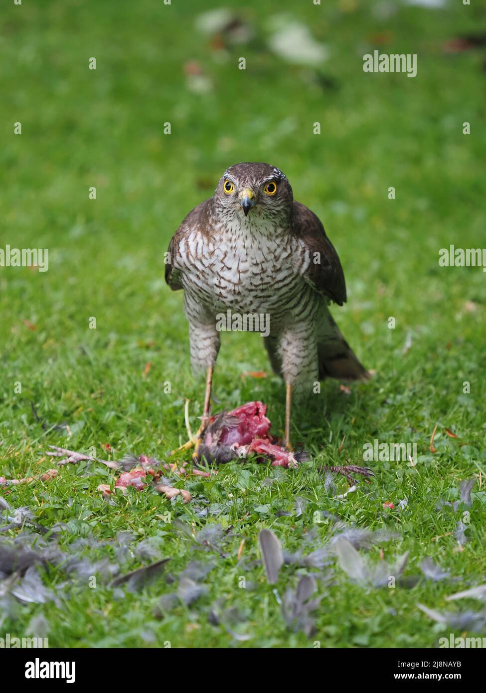 Sparrowhawk su un uccidere nel mio giardino dove ha strappato la preda e consumato molto di esso prima di volare via con i resti. Foto Stock