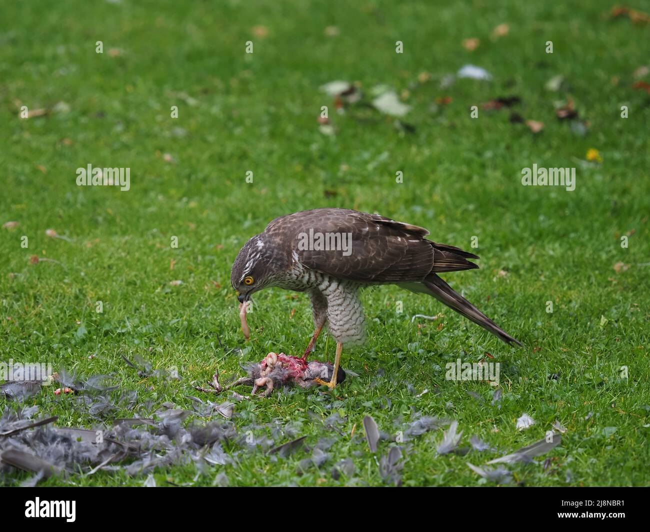 Sparrowhawk su un uccidere nel mio giardino dove ha strappato la preda e consumato molto di esso prima di volare via con i resti. Foto Stock