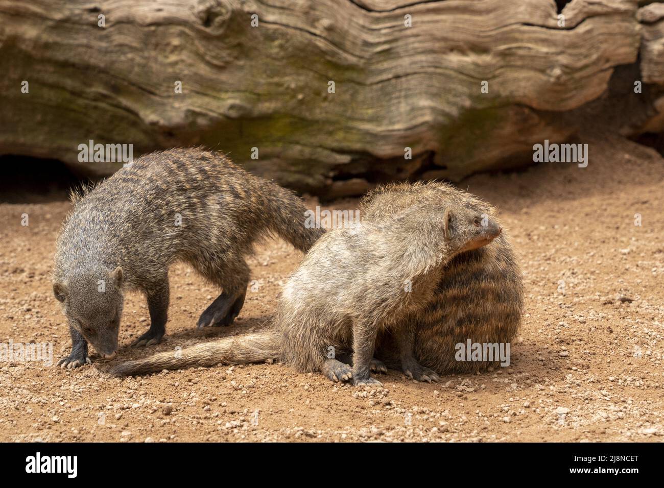 banged mongose famiglia africa mammifero ritratto Foto Stock