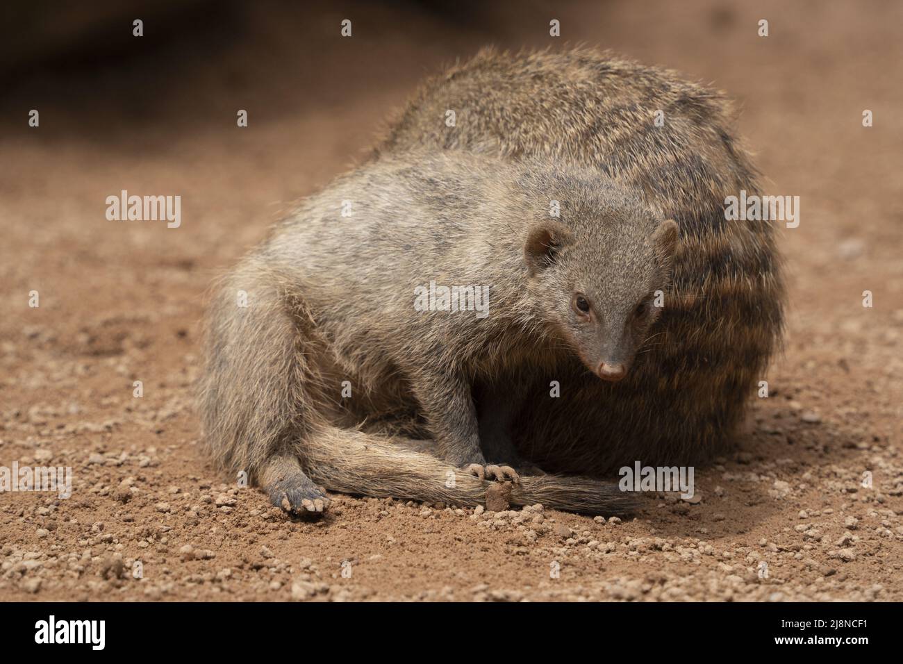 banged mongose famiglia africa mammifero ritratto Foto Stock