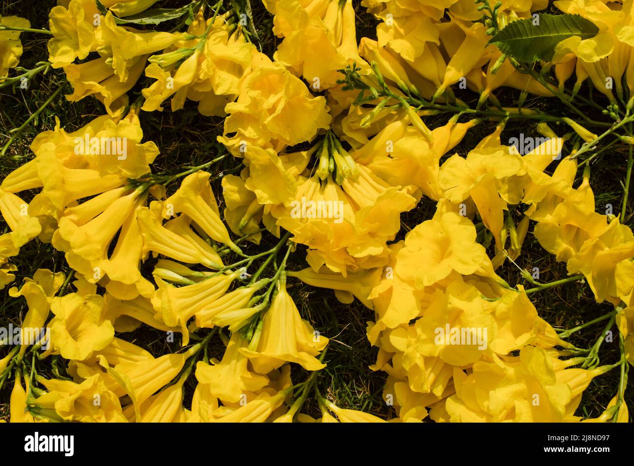 Bel mazzo di fiori Tecoma, noti anche come anziani gialli con sfondo verde Foto Stock