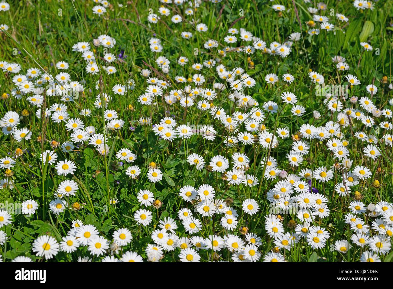 Margherite in fiore, Bellis perennis, in un prato Foto Stock