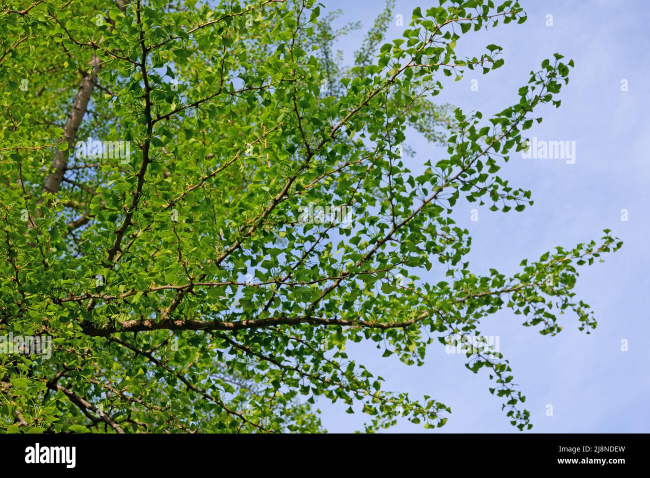 Giovani foglie di ginkgo tree, Ginkgo biloba Foto Stock