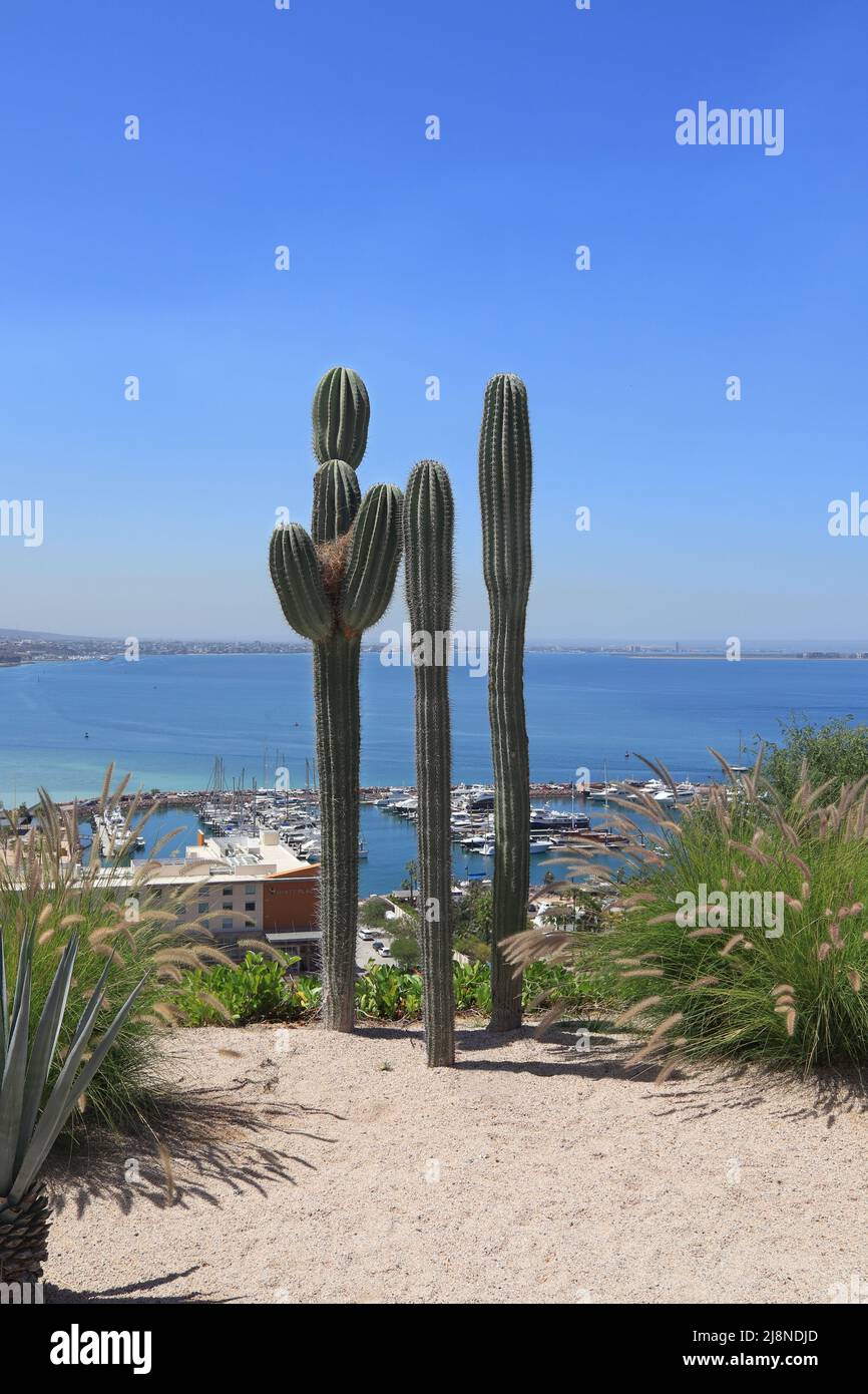 Vista di un cactus e sotto un porto turistico a la Paz, Messico Foto Stock