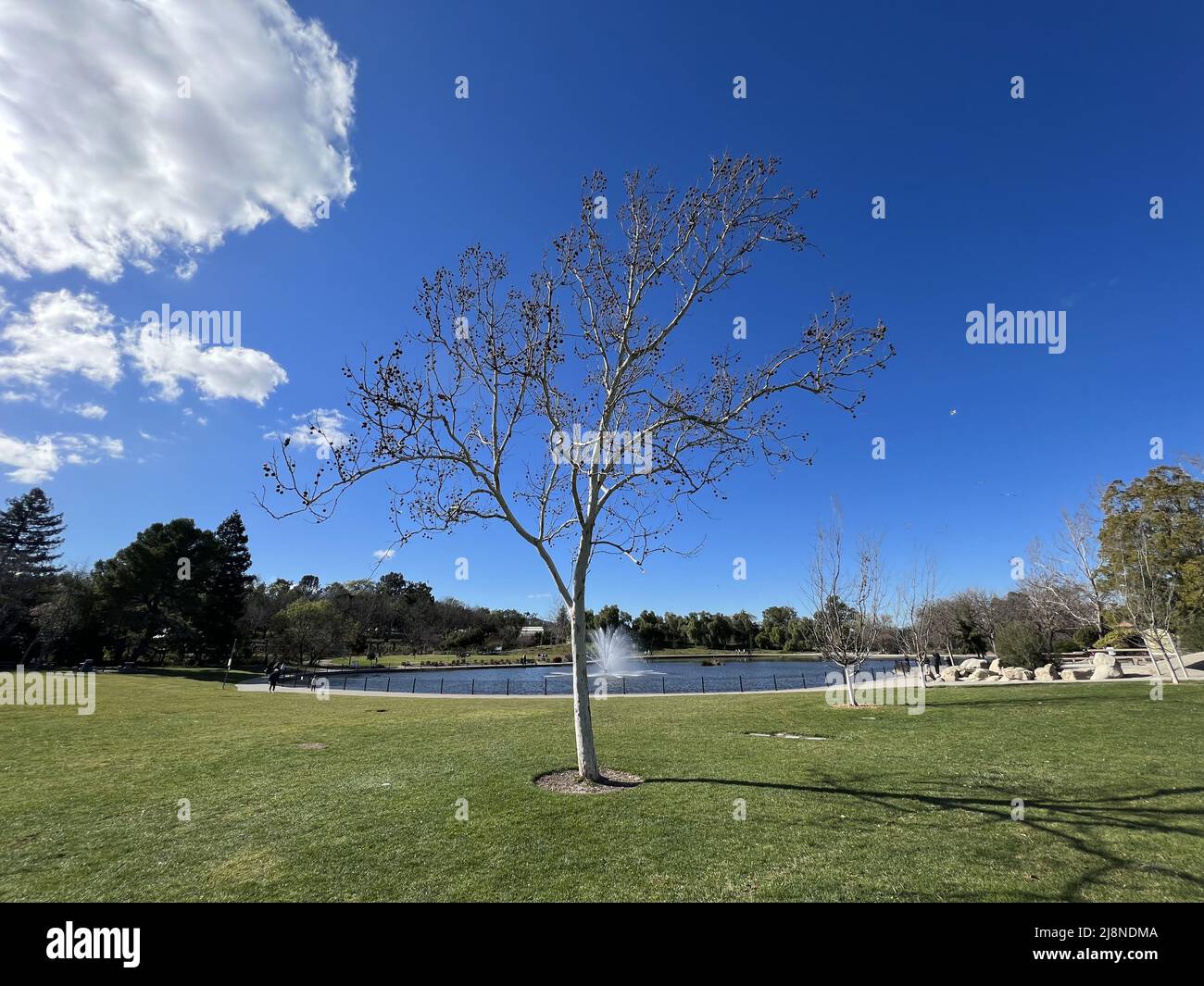 Stati Uniti. 21st Feb 2022. Albero contro un cielo blu accanto al lago artificiale di Heather Farm Park, Walnut Creek, California, 21 febbraio 2022. Foto di cortesia Sftm. (Foto di Gado/Sipa USA) Credit: Sipa USA/Alamy Live News Foto Stock