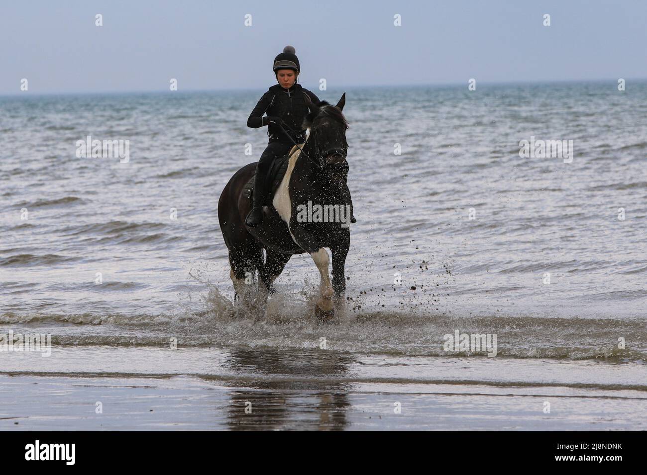 Coakham Bloodhounds sulla spiaggia Foto Stock