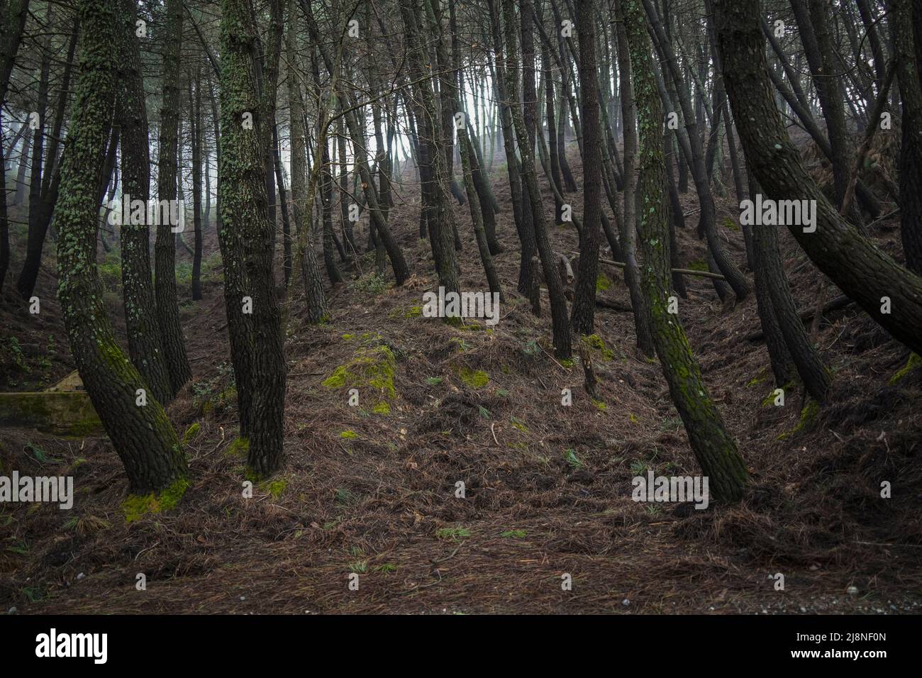 Foresta di Pino denso. Spagna. Foto Stock