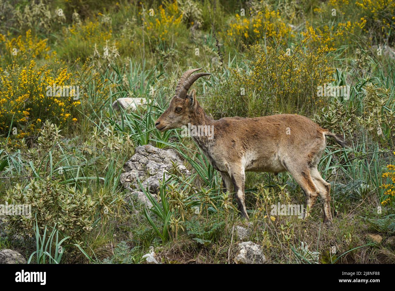 Stambecco spagnolo, capra selvaggia spagnola, capra selvaggia iberica (Capra pirenaica), Andalusia, Spagna. Foto Stock