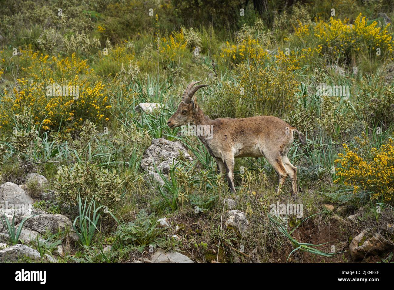 Stambecco spagnolo, capra selvaggia spagnola, capra selvaggia iberica (Capra pirenaica), Andalusia, Spagna. Foto Stock