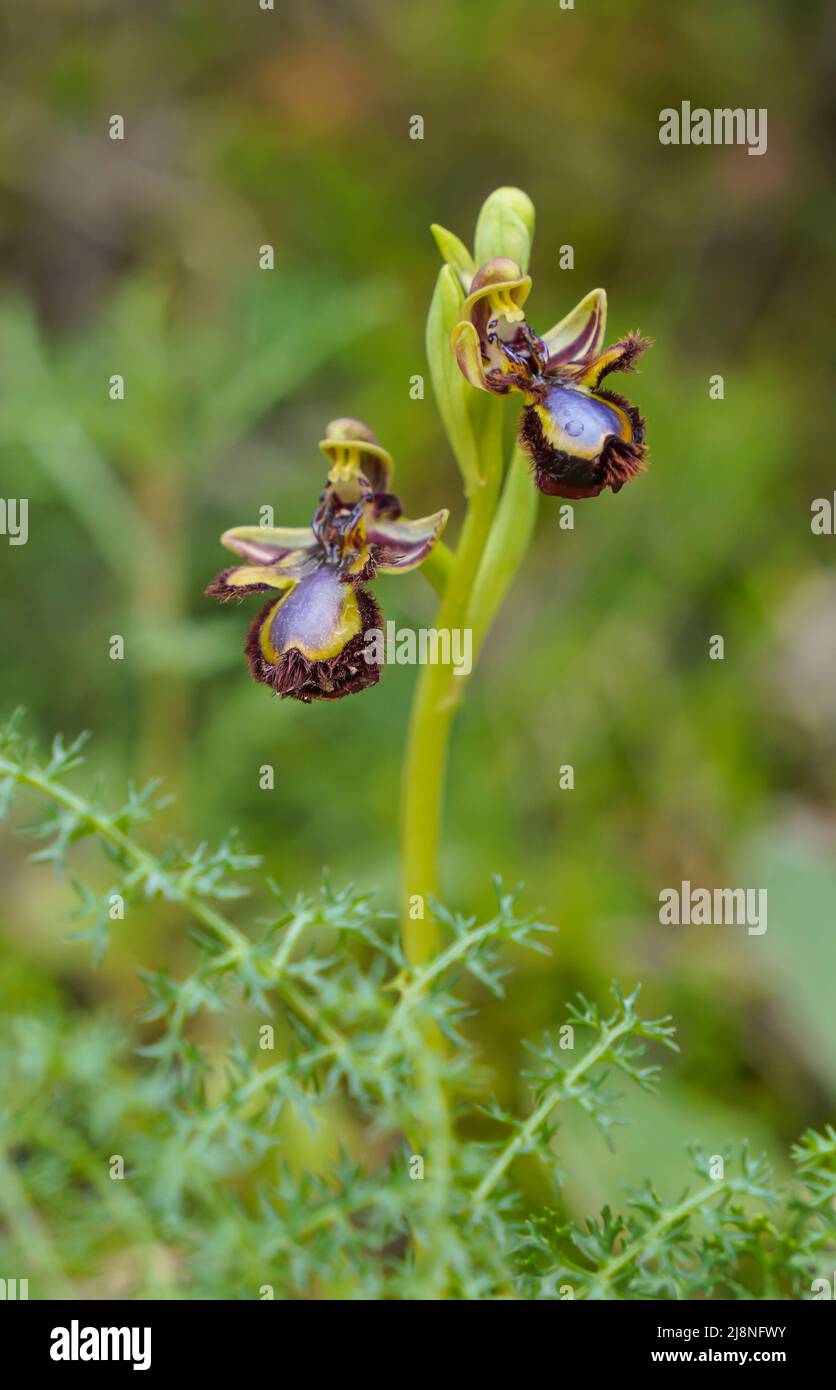Orchid specchio, speculum di Ophrys, fioritura in primavera, Andalusia, Spagna meridionale. Foto Stock